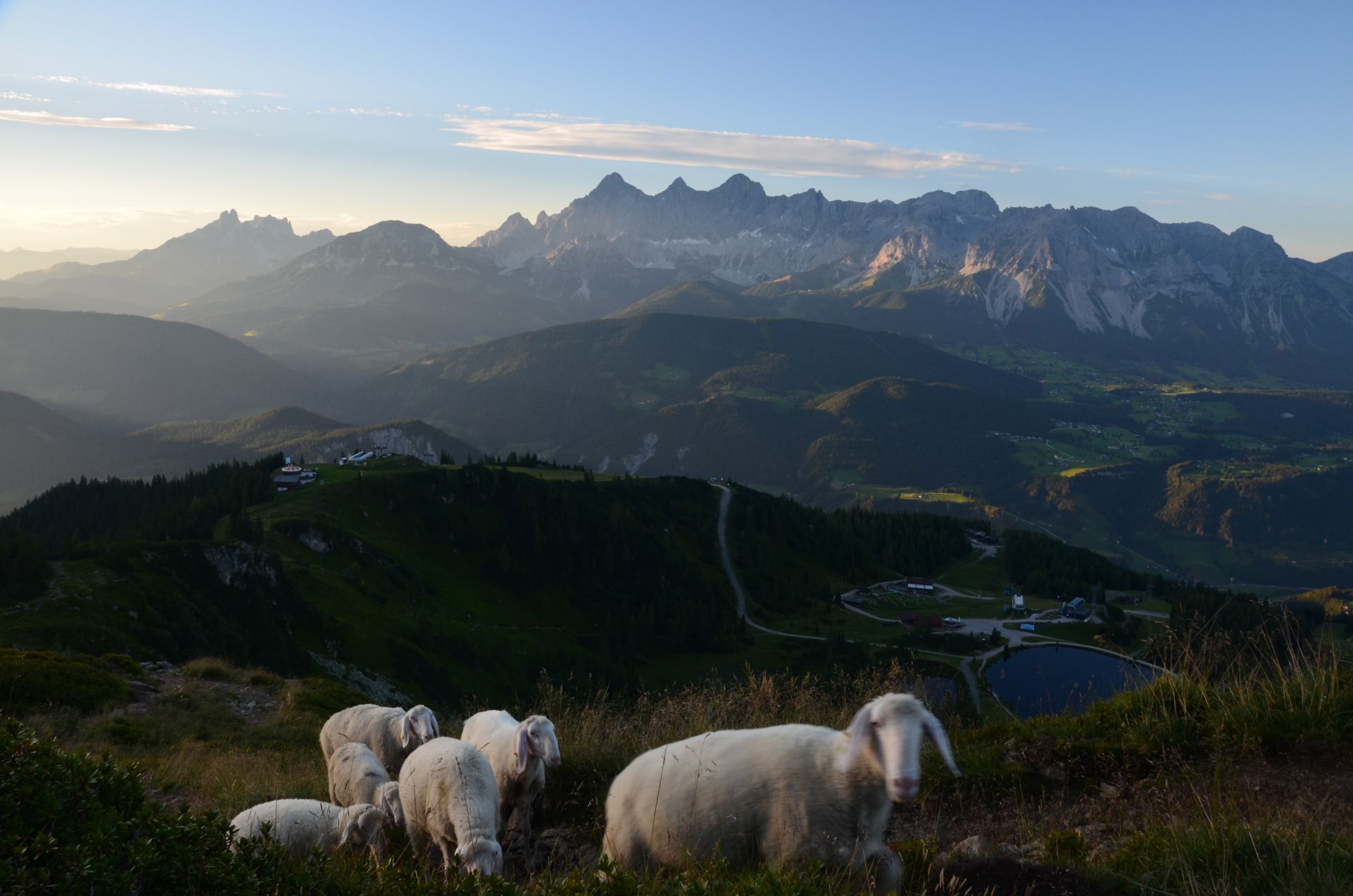 Schafe am Berg mit Dachsteinblick